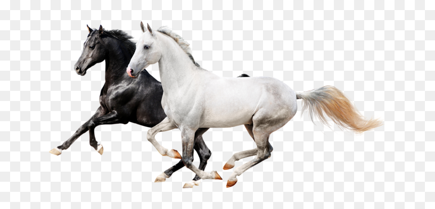 أحصنة